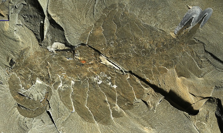Anomalokarid. Tapıldığı yer: Burqes Şeyl fosil yatağı. Yaş: 505 milyon il